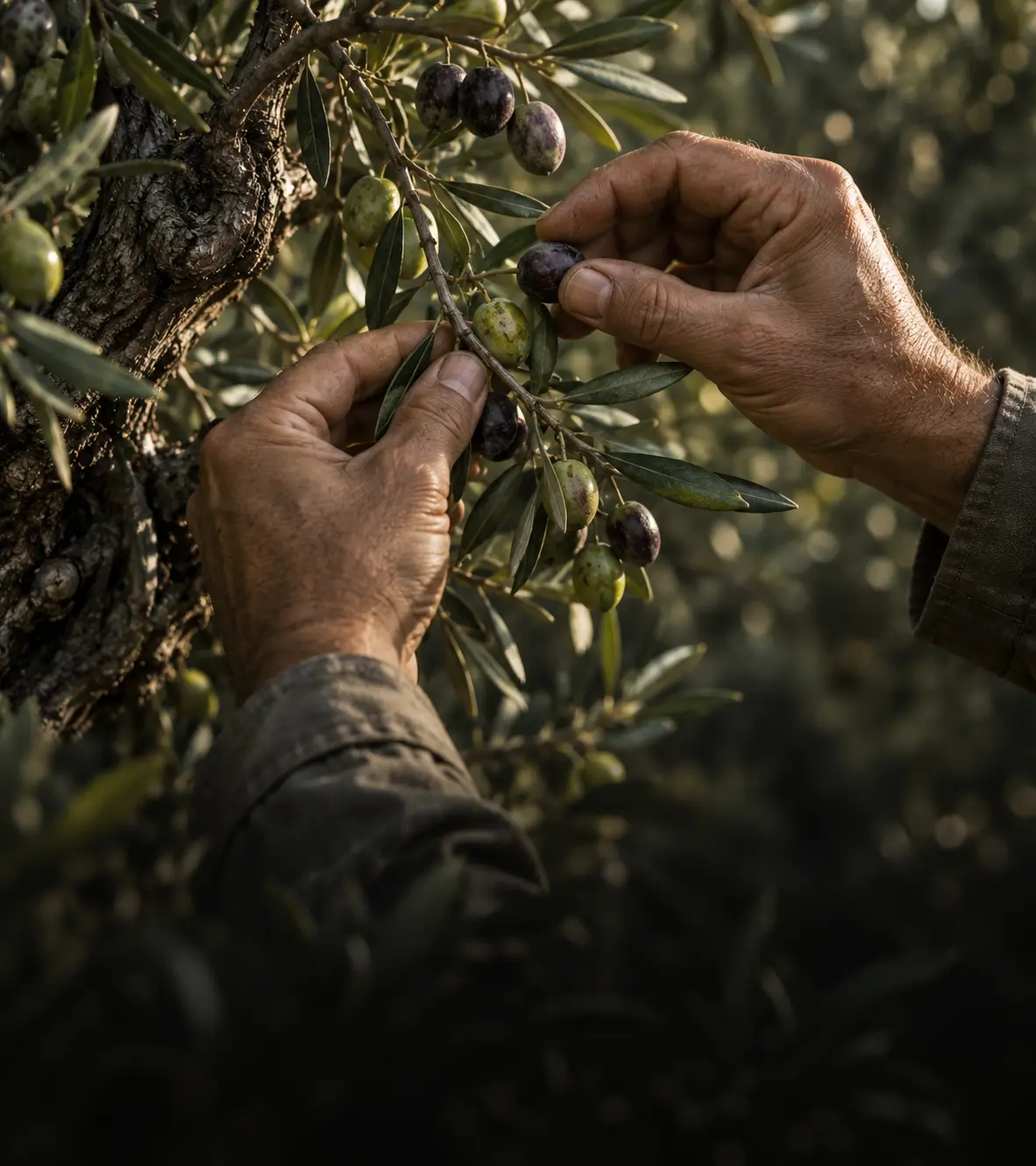 Έξτρα παρθένο ελαιόλαδο ACROS με παράδοση γενεών